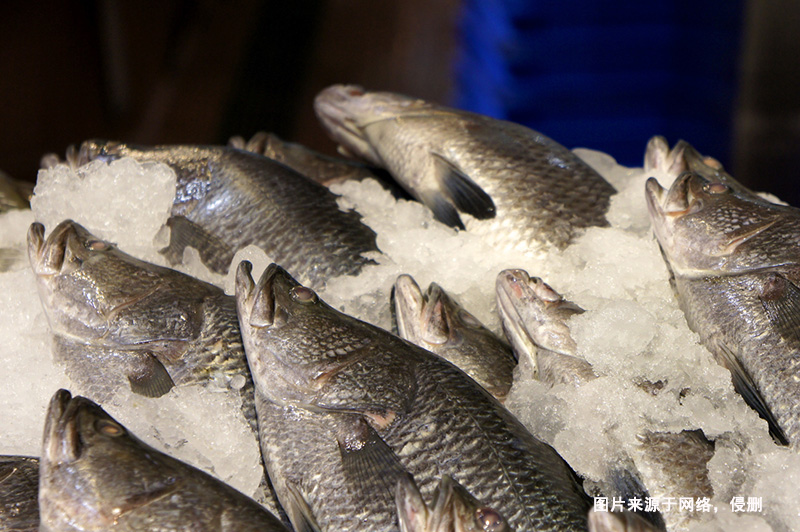 廣州鱸魚進口報關流程